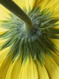 Close-Up of Back of Yellow Gerbera Daisy Photographic Print by Clive Nichols