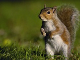 Alert Gray Squirrel Lámina fotográfica por Andrew Parkinson