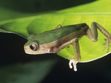 Green Frog on Leaf Photographic Print