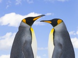 King Penguins Photographic Print by John and Yva Eastcott And Momatiuk
