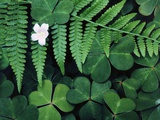 Redwood Sorrel and Bracken Fern Photographic Print by Scott Smith
