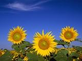 Sunflower Crop in Full Bloom Photographic Print by Mike Grandmaison