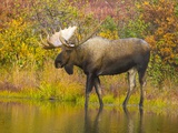 Moose Bull in Pond in Alaska Photographic Print by John Eastcott & Yva Momatiuk