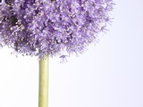 Persian onion Photographic Print