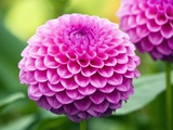 Dahlia 'Jayne Stonestreet' Photographic Print by Clive Nichols