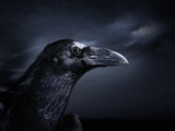 Profile of a Crow Photographic Print by Digital Zoo