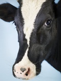 Cattle Photographic Print