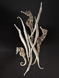Dried Seahorses and Pipefish Photographic Print by Ken Seet