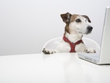 Dog in Front of Laptop at Desk Photographic Print by Ursula Klawitter