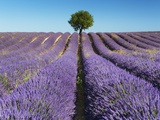 Lavender Field and Almond Tree in Provence Photographic Print by Frank Krahmer