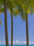 Palm Trees on Beach Photographic Print by Jonathan Hicks