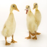Indian Runner Ducklings Photographic Print by Randy M. Ury