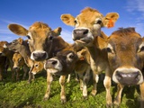 Young Calves in Pasture in New Zealand Photographic Print by John Eastcott & Yva Momatiuk