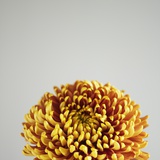 Orange Flower Photographic Print by David Vintiner
