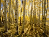Aspen Trees in Autumn Photographic Print by John and Yva Eastcott And Momatiuk