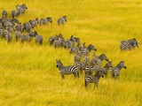 Zebra Herd in Masai Mara National Reserve Photographie par Blaine Harrington