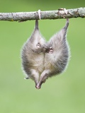 Baby Opossum Hanging from Branch Photographic Print by Frank Lukasseck