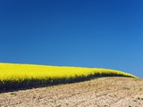 Rape Plants Growing by Plowed Field Photographic Print by Frank Krahmer