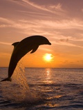 Bottlenosed Dolphin Leaping at Sunset Fotografie-Druck von Craig Tuttle
