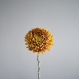 Orange Flower Photographic Print by David Vintiner