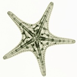 Starfish Photographic Print