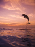 Jumping Bottlenose Dolphin Photographie par Stuart Westmorland