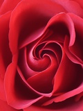 Petals of Red Rose Photographic Print by Clive Nichols