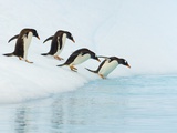 John and Yva Eastcott And Momatiuk - Gentoo Penguins Contemplating Jumping into Gerlache Strait - Fotografik Baskı John and Yva Eastcott And Momatiuk - Gentoo Penguins Contemplating Jumping into Gerlache Strait - Fotografik Baskı