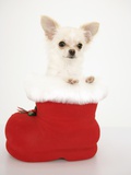 Chihuahua in Christmas Stocking Photographie