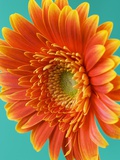 Orange Gerbera Daisy Fotografisk tryk af Clive Nichols