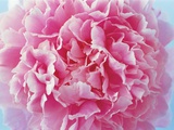 Pink peony Fotografisk trykk av Heide Benser Pink peony Fotografisk trykk av Heide Benser