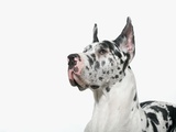 Harlequin Great Dane Lámina fotográfica por David Michael Zimmerman