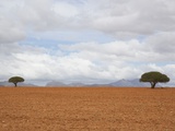 Barren Landscape with Trees Photographic Print by Ted Levine