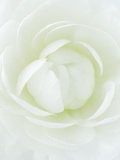 White Petals of Flower Photographic Print by Clive Nichols