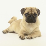 Pug Puppy Lámina fotográfica por Pat Doyle