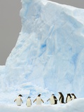 Gentoo and Chinstrap Penguins on Iceberg in Gerlache Strait Lámina fotográfica por John and Yva Eastcott And Momatiuk