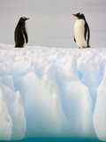 Gentoo Penguins Standing on Ice Floe Photographie par John Eastcott & Yva Momatiuk