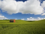 Old Red Barn in Spring Wheat Fields Photographic Print by Terry Eggers