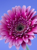 Pink Gerbera Daisy Fotografisk tryk af Clive Nichols