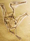 Cast of a Short-Tailed Pterosaur Photographic Print by Naturfoto Honal