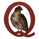 Q Is For Quail Reproduction procédé giclée