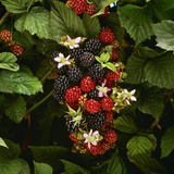 Partly Ripe Blackberries on the Bramble Photographic Print
