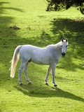 White Stallion in Grass Covered Field Photographic Print by Paul Seheult