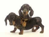 Dachshund Puppies Photographic Print by Pat Doyle