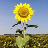 Field of Sunflowers Photographic Print by Ron Chapple
