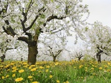 Cherry Trees and Dandelions in Bloom Impressão fotográfica por Frank Lukasseck Cherry Trees and Dandelions in Bloom Impressão fotográfica por Frank Lukasseck