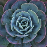 Hens and Chicks Plant Photographic Print by Micha Pawlitzki