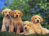 Puppies Photographic Print