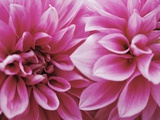 Dahlias Photographic Print by Steve Klics