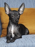 Black chihuahua Photographic Print